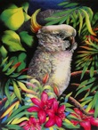 Cockatiel - pencil