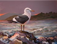 DSC05247 Morro Bay Gull Sunset a 400 CROPPED correctly 30pct