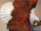 carousel_thumb