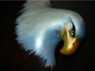 carousel_thumb